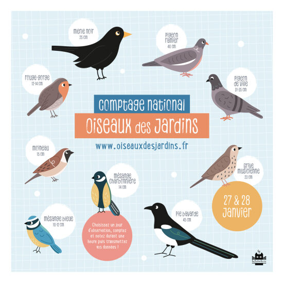 Comptage national Oiseaux